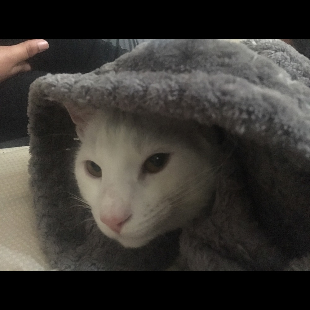 Meet your Posher, Hanette